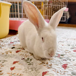 Load image into Gallery viewer, Non-Slip Quilted Cotton Rabbit Foot Mat –Paw Protection, Cushioned &amp; Easy to Wash